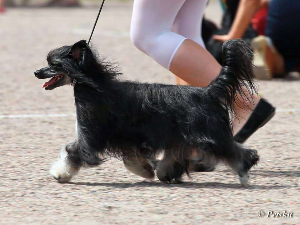 Dîndhâli Laufey for Maybell's