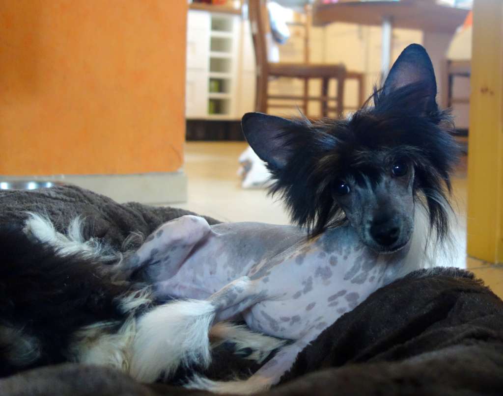 Dîndhâli Landvaettir