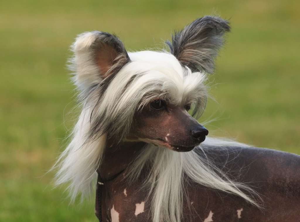 Lusiras Call of the wild