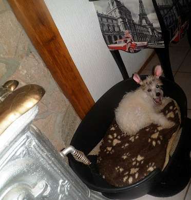 Cat's China Dogs Star Special