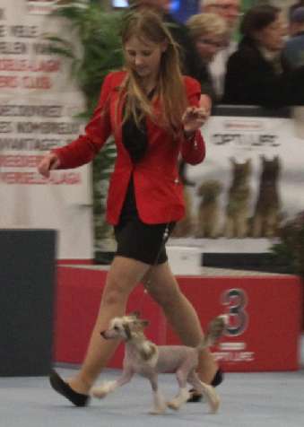 Cat's China Dogs Shadow Special