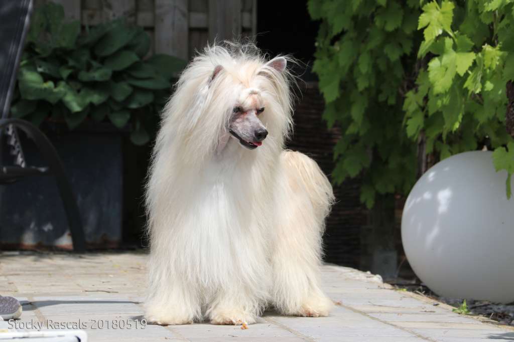Belg.Ch.Stocky Rascals Oriental Flower