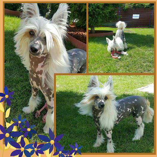 Miyuki Capo Vaticano