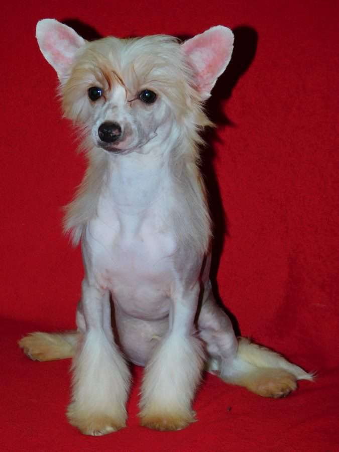 Hoshi Loiseleuria