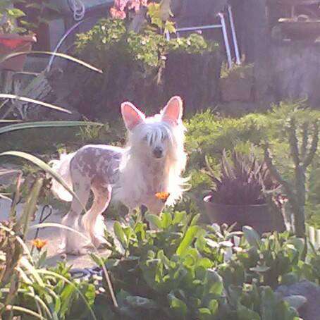 Anna Sky Kennel Pandora Isabel