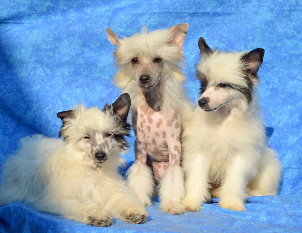 Happy Hippie z Andelovy dlane