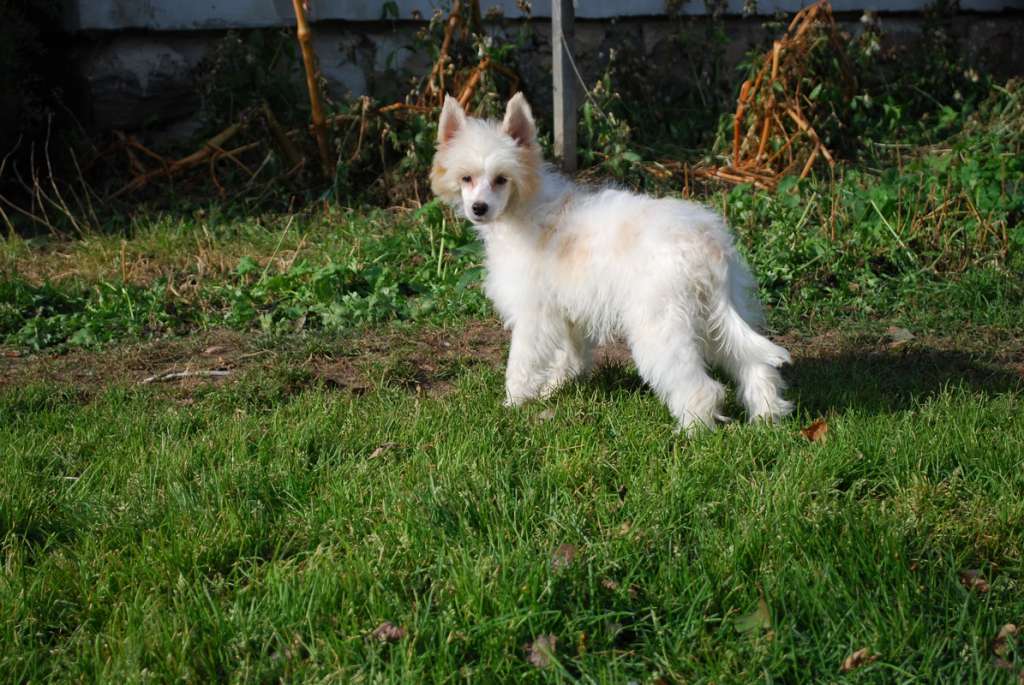 Imperial Dream Epocha