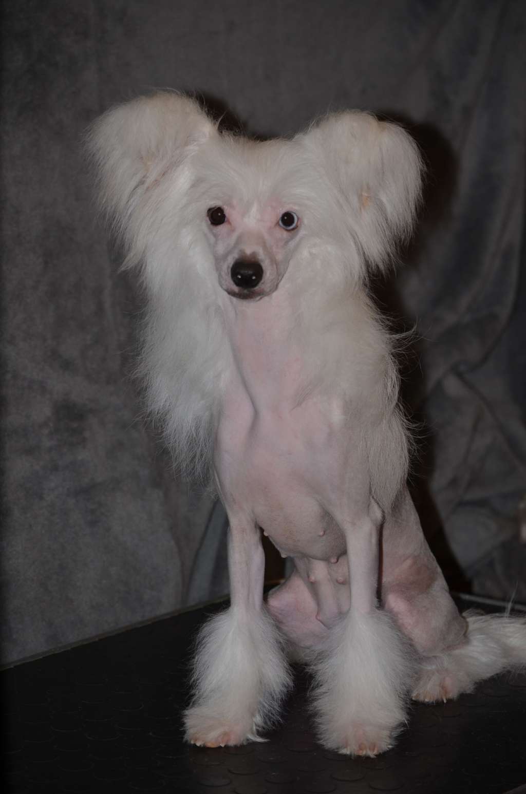 Magic of Success Nayada