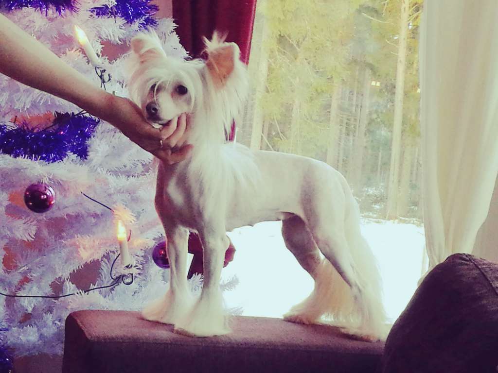 Anna Sky Kennel Pinacolada