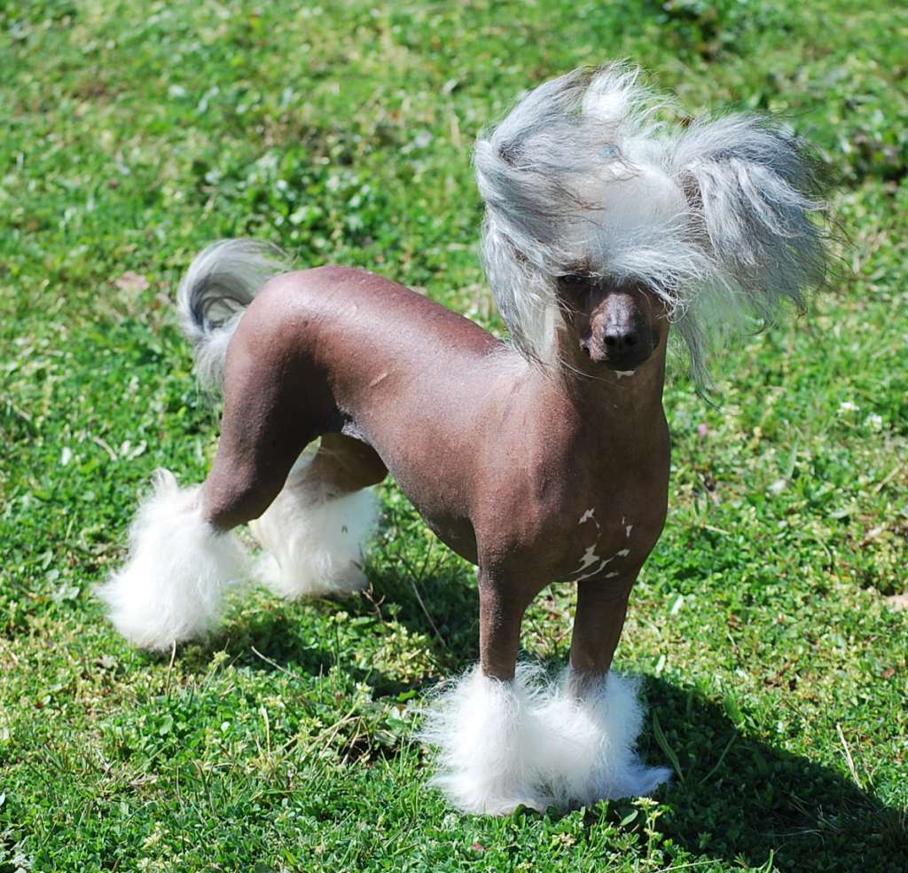 Little Dog Of Dream La Betty Boop