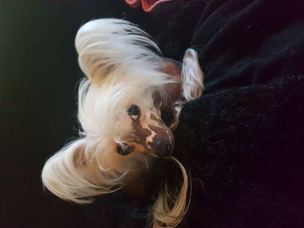 Mimi Dog Doll Fable of Savannah