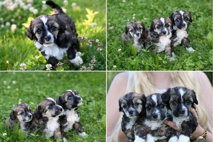 Joyway's Let's Have Some Sun