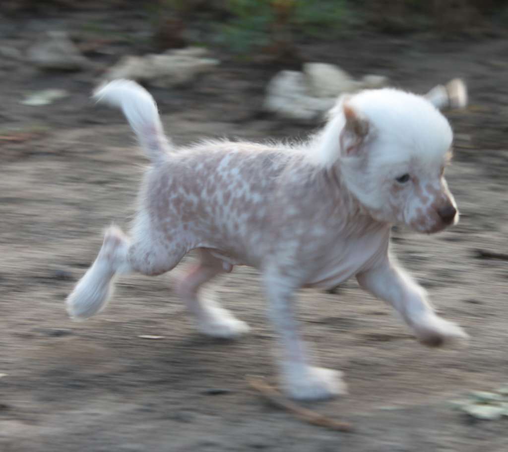 Bikiulis Li Griss iz Clana Timurlana