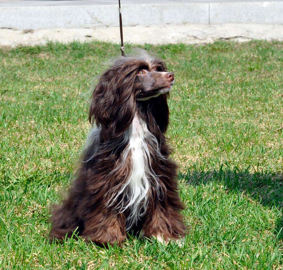 Luksorius Hanna Montana