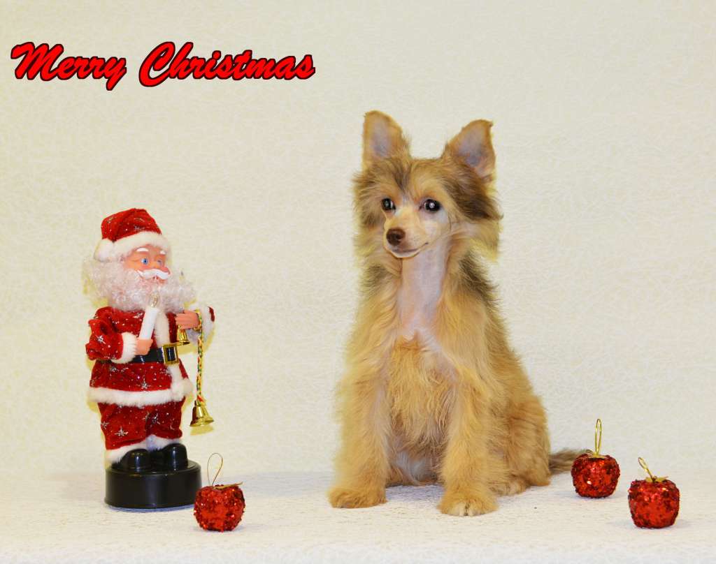 Legion Of Dream Mirabel