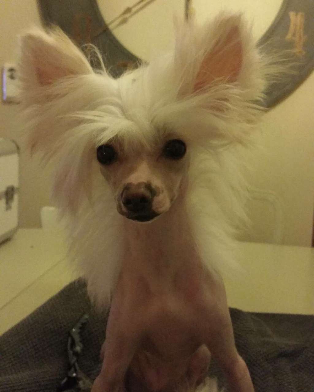 Speechless Hera Queen Of Them All