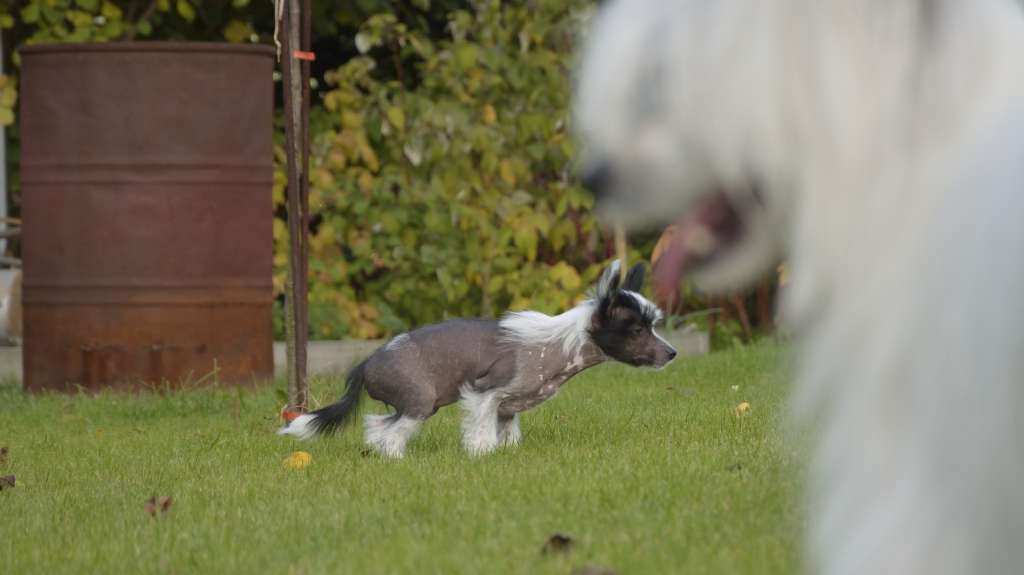 Asta La Vista Chupaca Bras