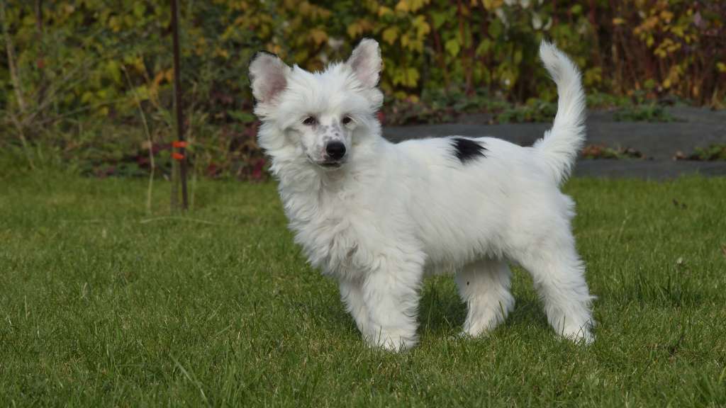 Aron Macho Chupaca Bras