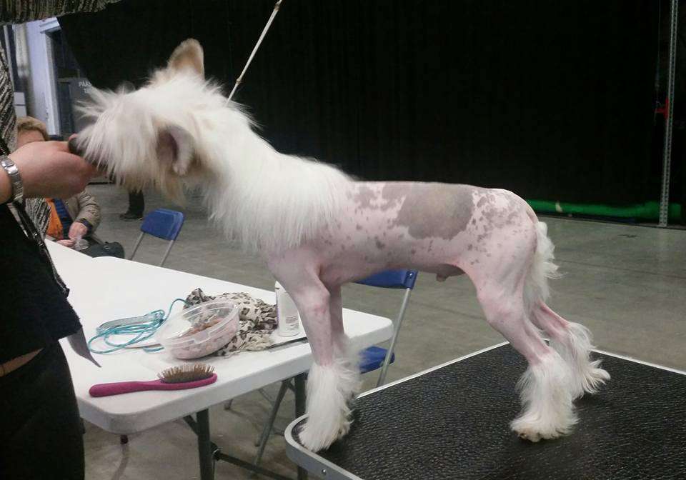 Tapi-Tapi Glamour Model