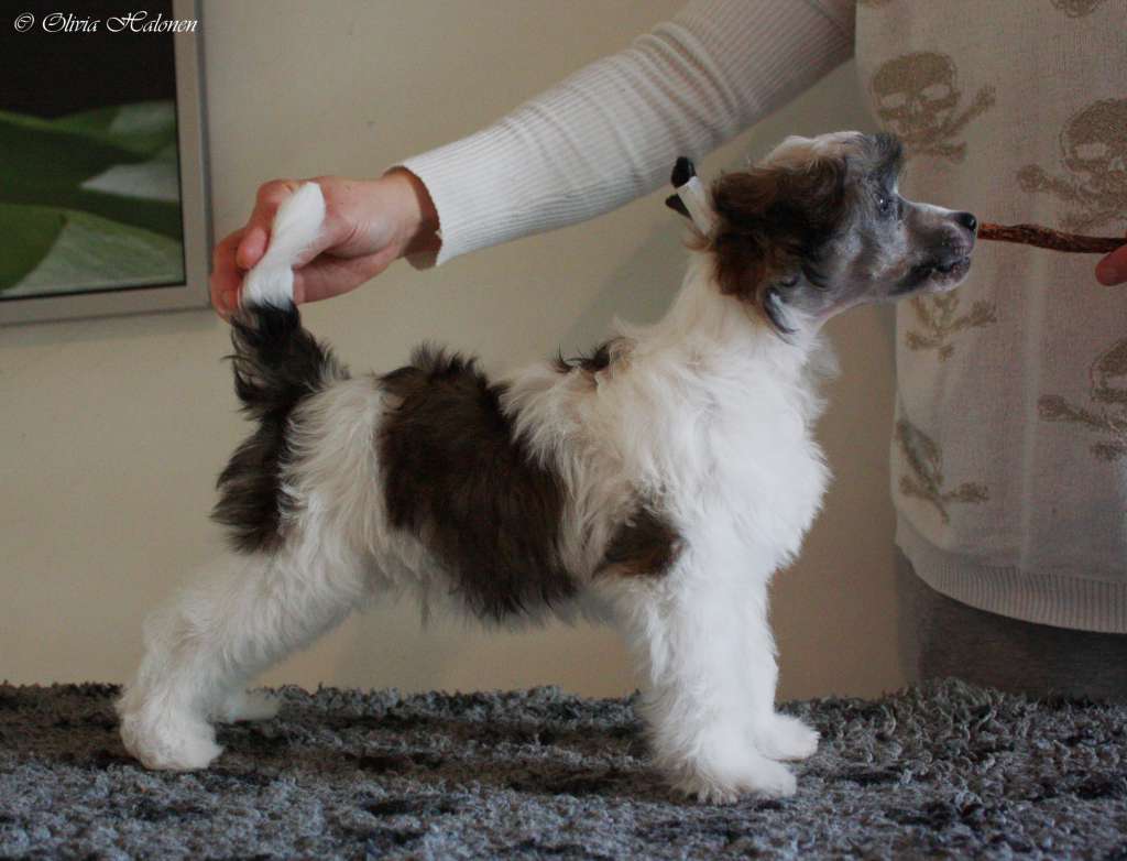 Xtra Bold Farm Heroes Saga