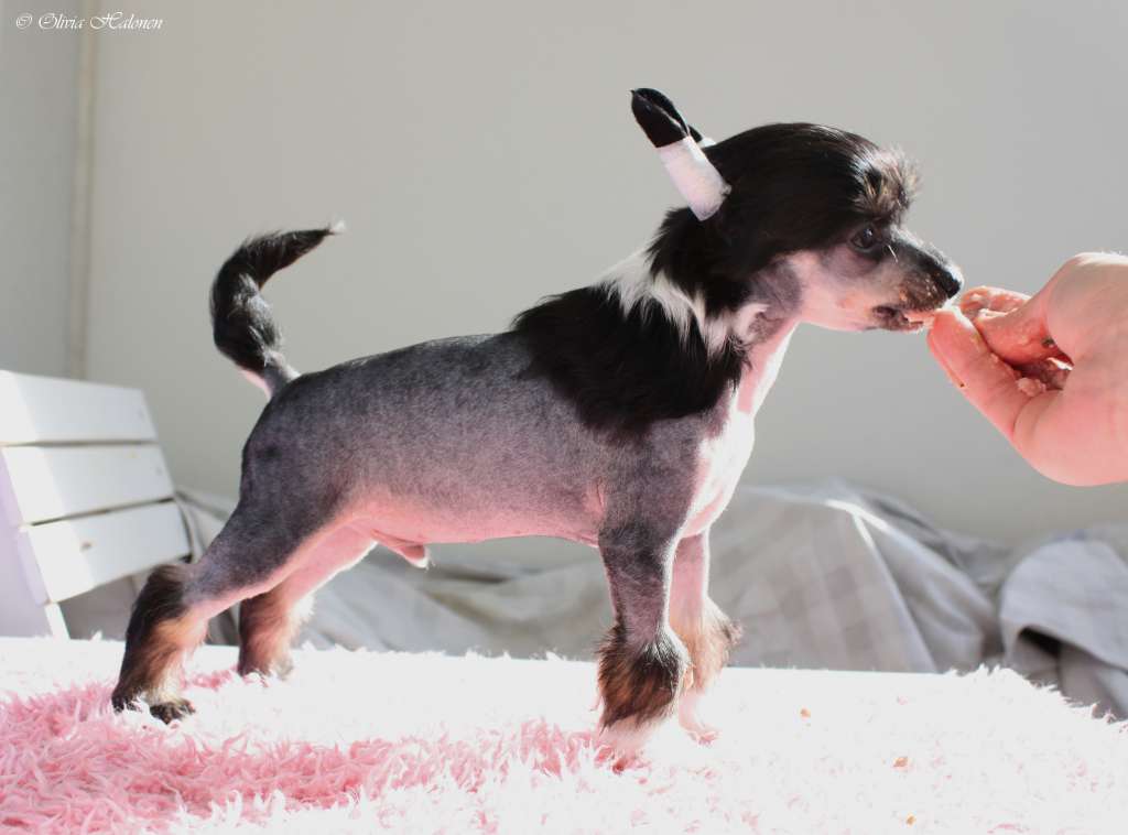 Xtra Bold Pepper Panic Saga