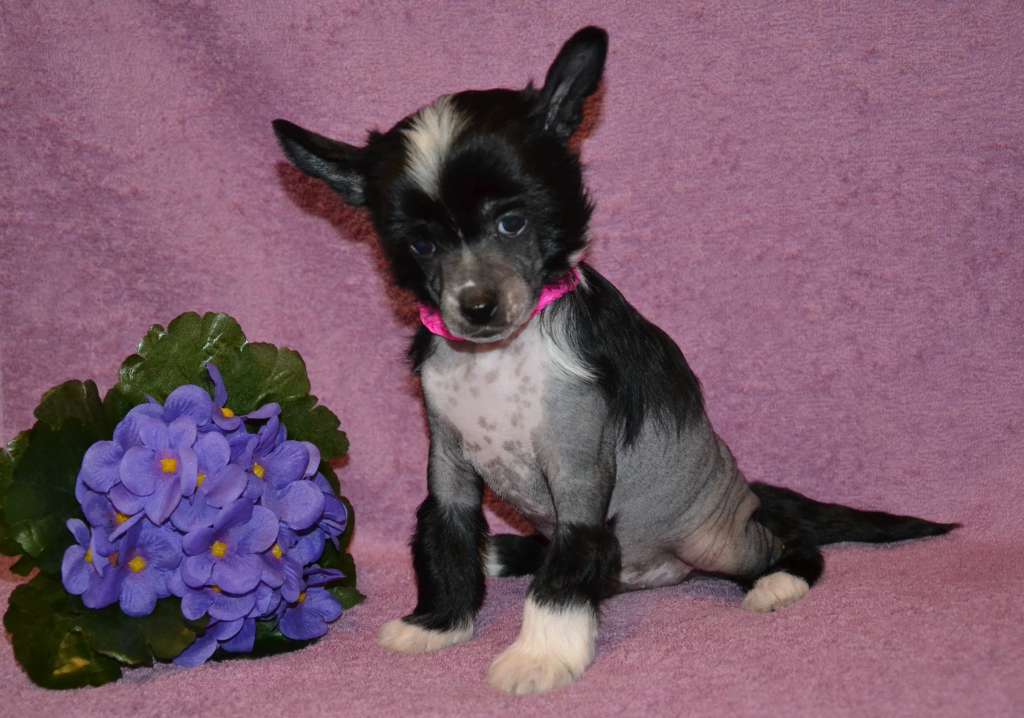 Feeriya Magic Vatikan