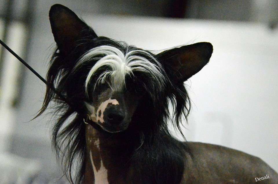 Regales First Promise DOM