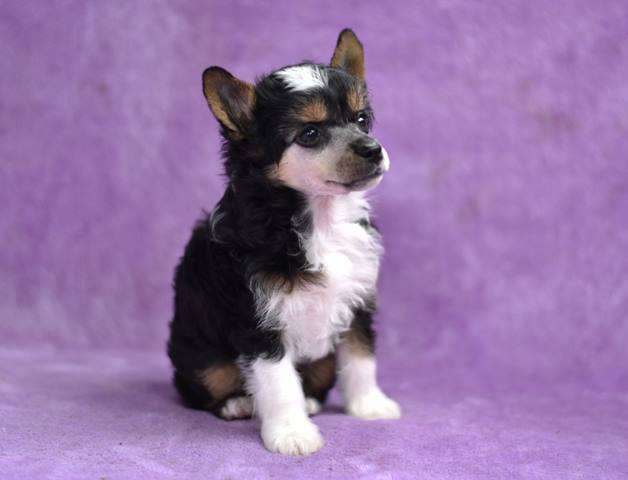 Marwari Shanti Pazzda