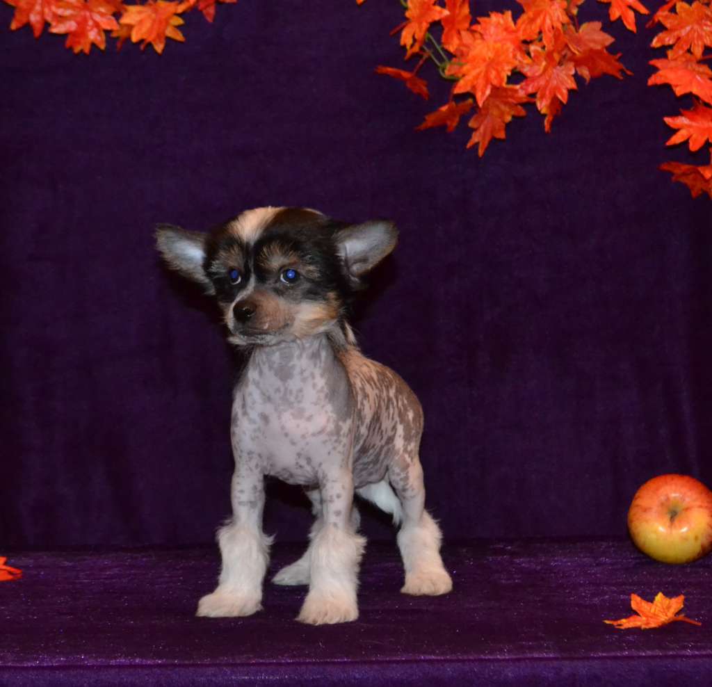 Aurum Time Ethereal Empress