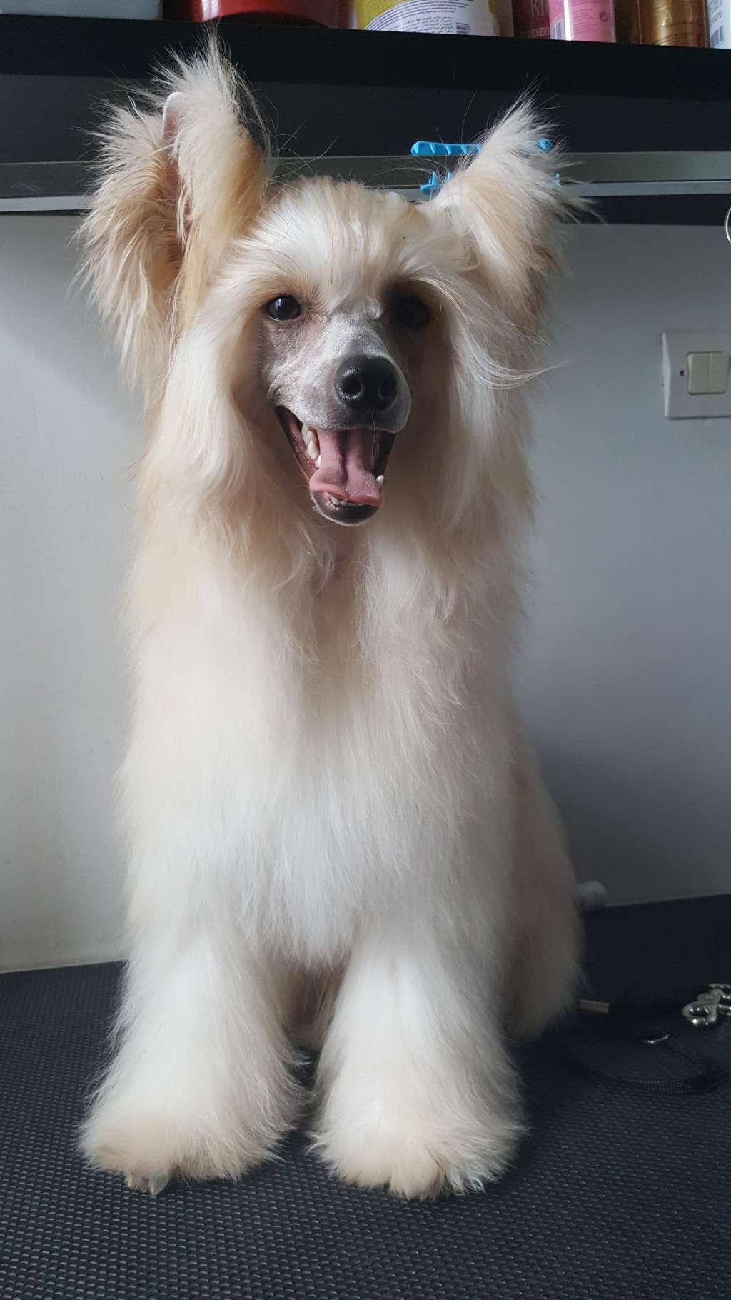 Ognenny Lotos Padawan