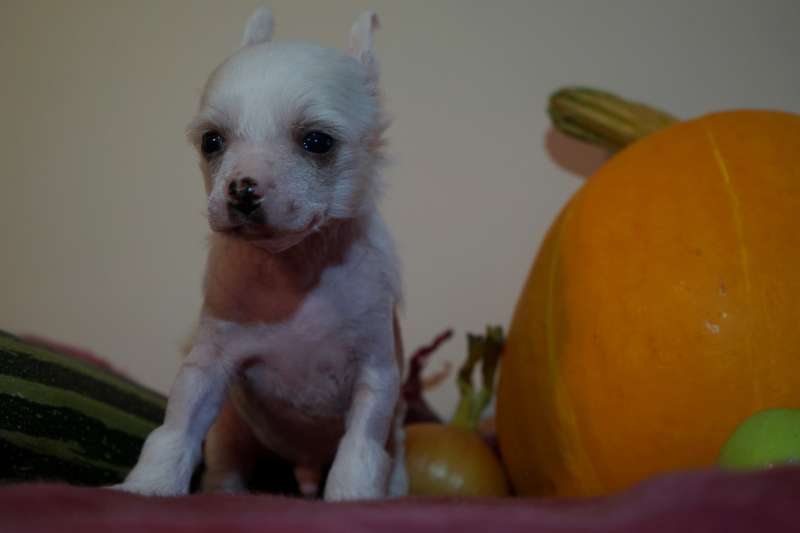 Sky Miracle Farty Bonus