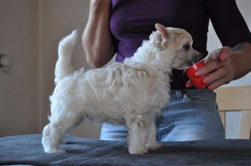 Bubbling Spirit Gepetto