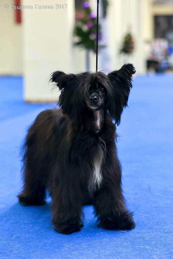 Charuyuschiy Soblazn Eliana