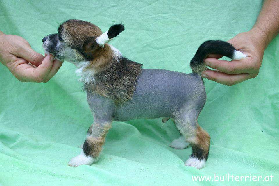 Laureola's Woodstock