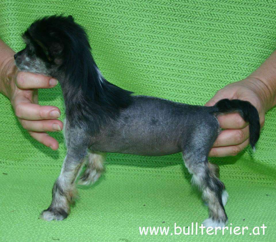 Laureola's Ying Yang