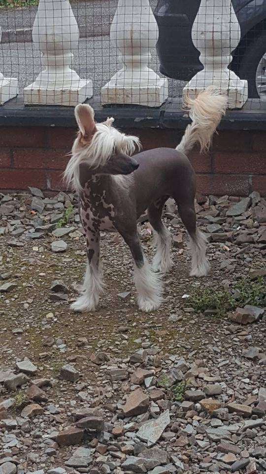 Urania  Exotic World FCI