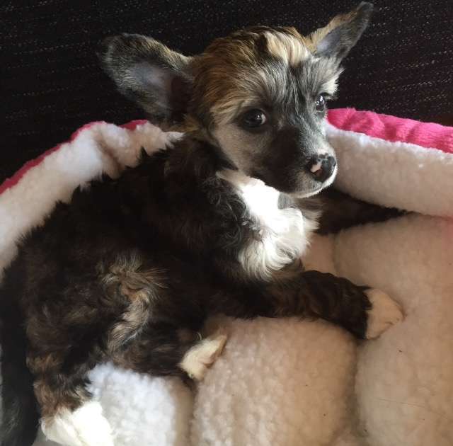 Blue wing's Baby Bella