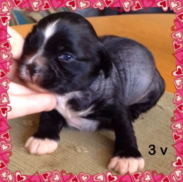 Blue Wing's Baby Bubbelgum