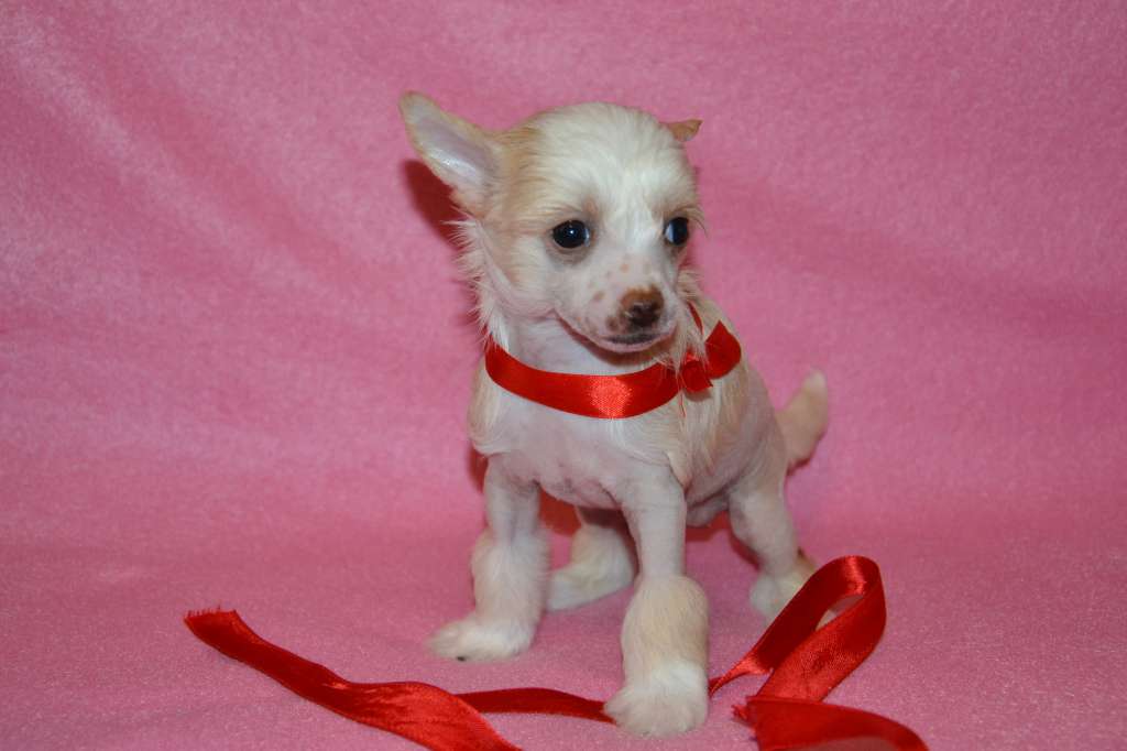 Feeriya Magic Valensija