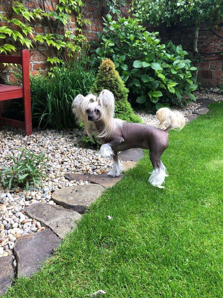 Ametysth Chinese Dynasty Family