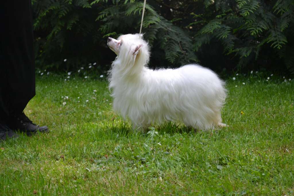 Lily Jolie De L'Orée des Rêves