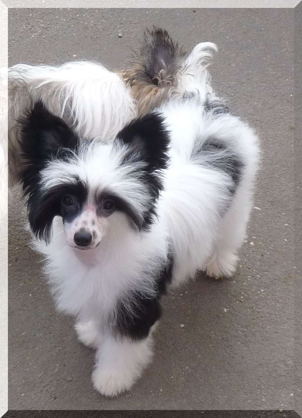 Fundoklia-völgyi Kaszanics Yumi