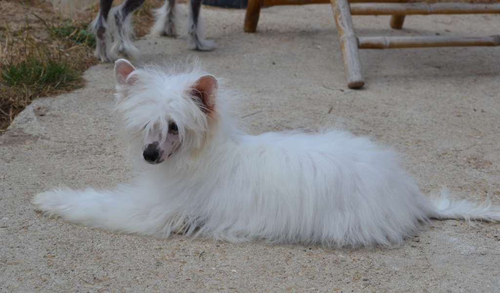 L'envie Et L'espoir De L'Orée des Rêves