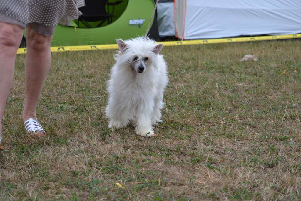 Jason de L'Orée des Rêves