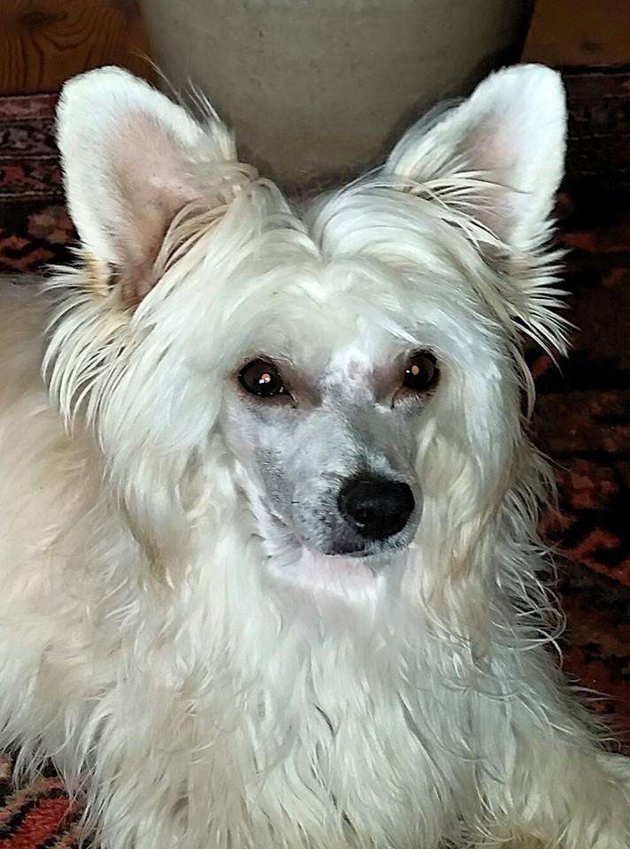 Josefa De L'Orée Des Rêves