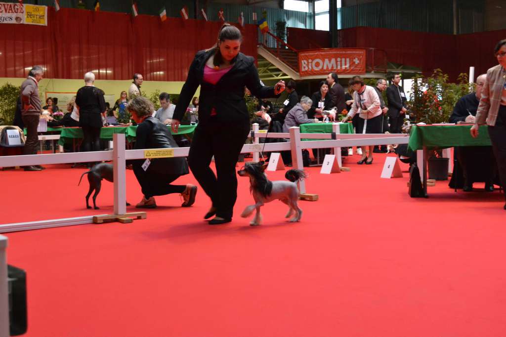 Idwall de L'Orée des Rêves