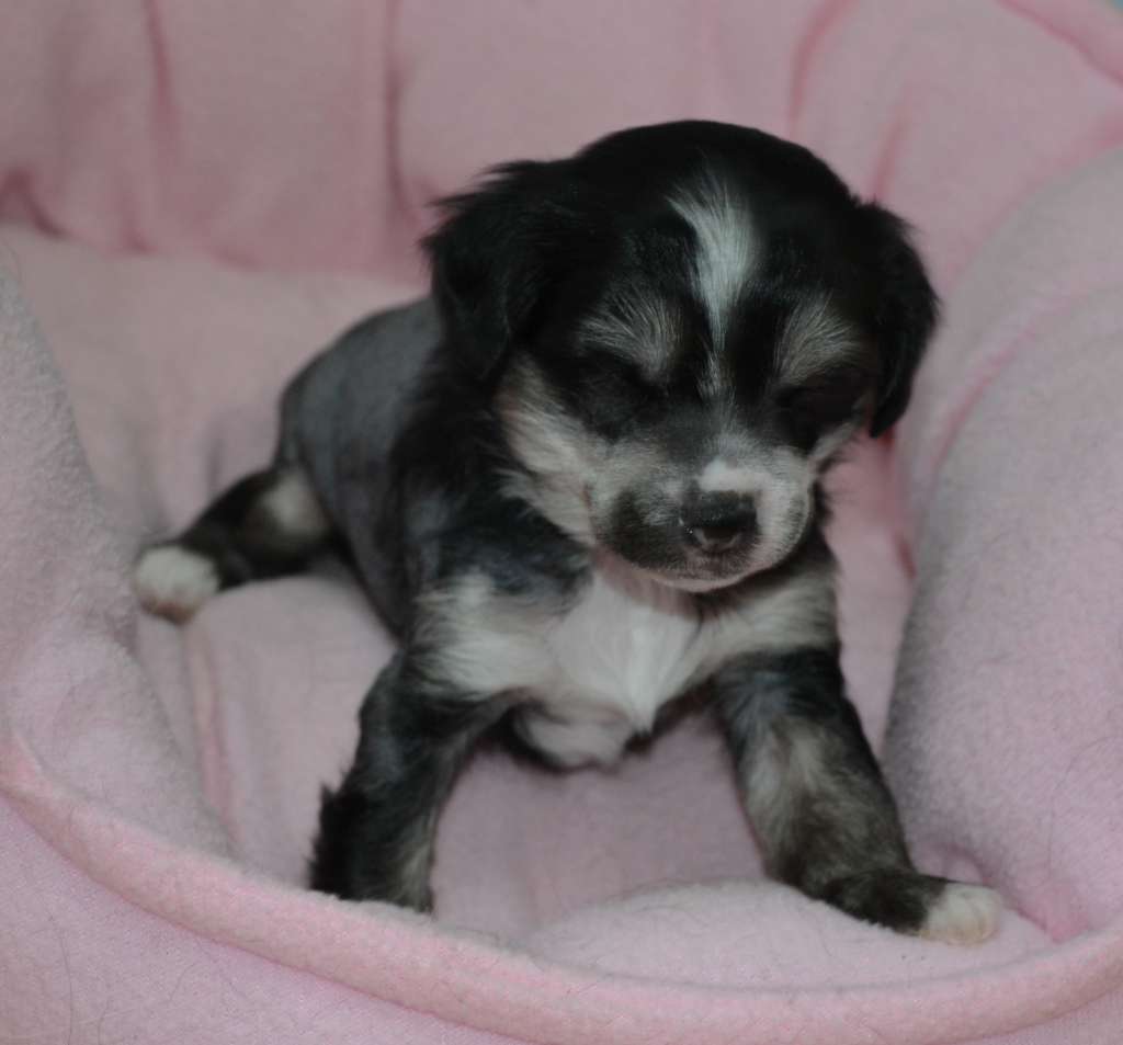 Luciano De L'Orée des Rêves