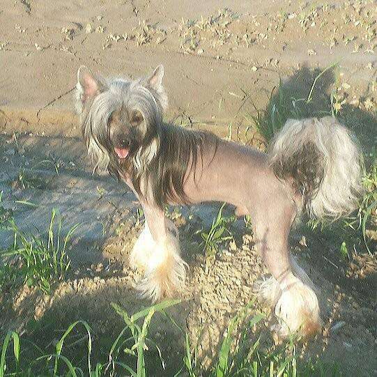 Naimuluna Line Pasodobl