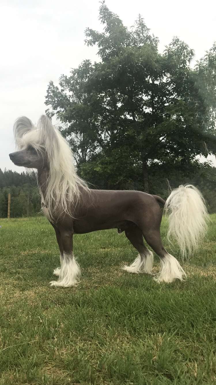 Nomilas Explosive Talent