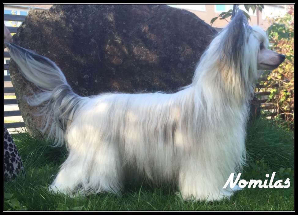 Nomilas Espresso and Cream